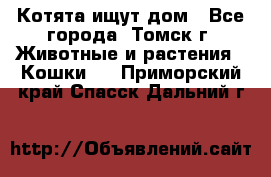 Котята ищут дом - Все города, Томск г. Животные и растения » Кошки   . Приморский край,Спасск-Дальний г.